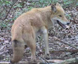 Coyote