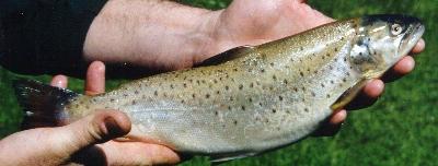 Sea run brown trout