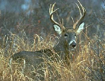 Buck in meadow