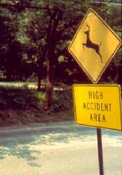 Deer accident area sign