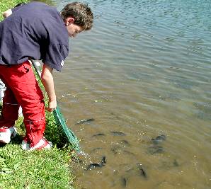 Stocking derby fish