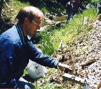 Volunteer planting dogwood seedling