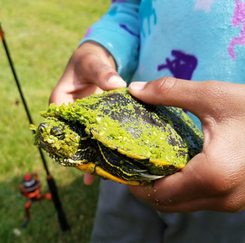 Turtle covered in algae