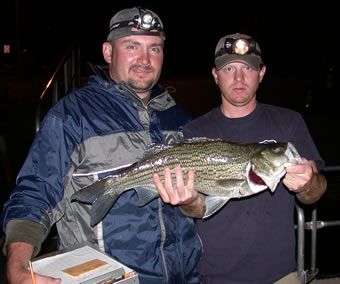 24.3" hybrid striped bass