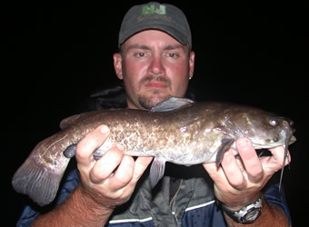 Brown bullhead