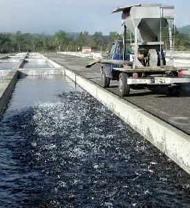 Feeding trout in raceway