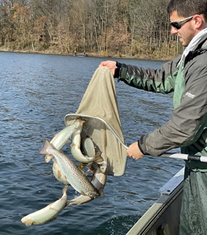 Large salmon are float stocked in Merrill Creek Reservoir