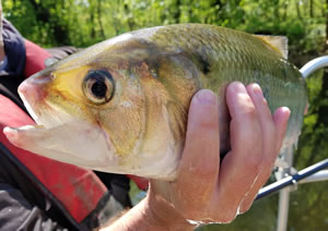 Shad in biologist's hand