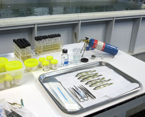 Euthanized northern pike ready for testing