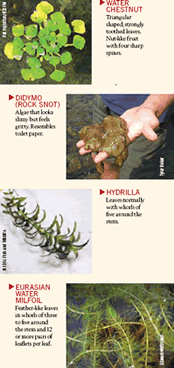 Invasive plants graphic