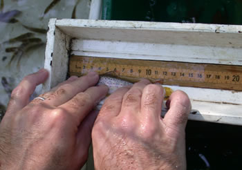 Measuring wild brook trout