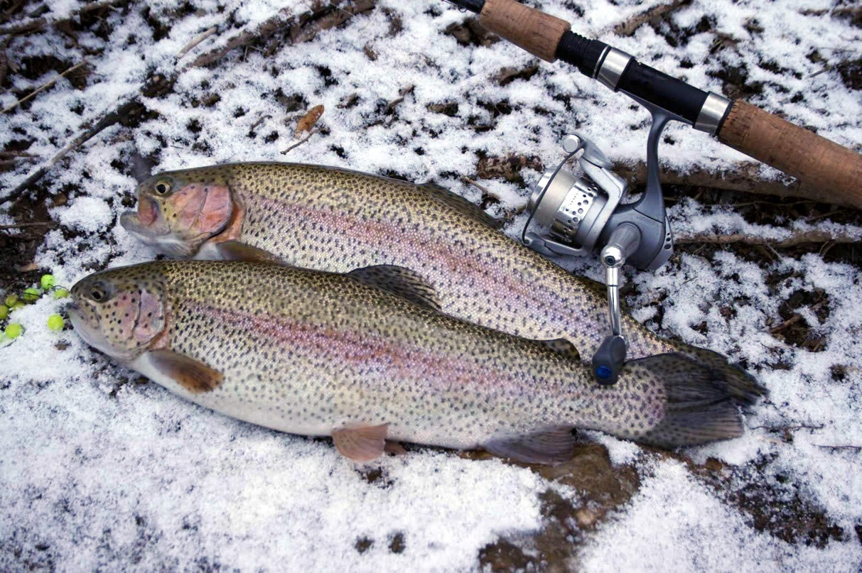 NJDEP Division of Fish & Wildlife Winter Trout Fishing in New Jersey