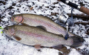 Two Rainbow Trout on snow covered leaves