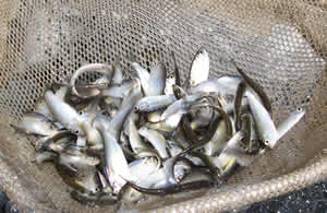 Alewives in net