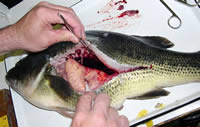 Dissecting bass