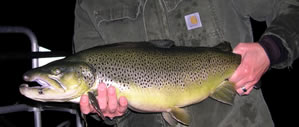 Brown trout