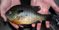 Redbreast sunfish