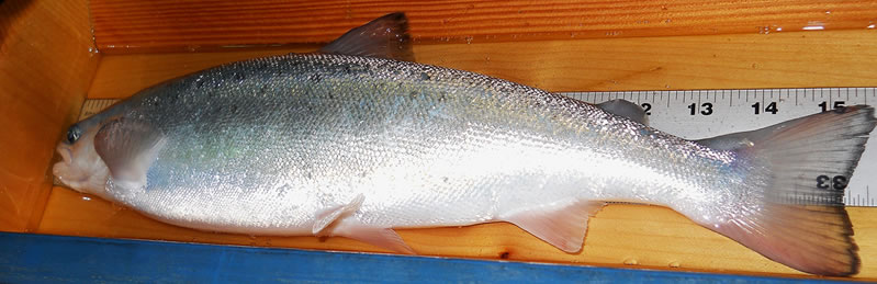 Salmon on measure board