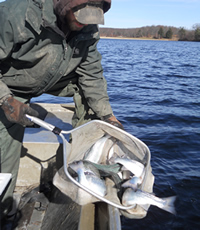 Stocking salmon