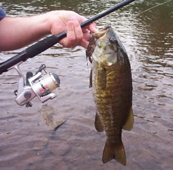 Smallmouth bass