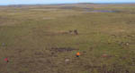 Moving geese on foot