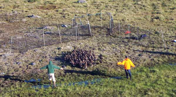 Moving geese into funnel