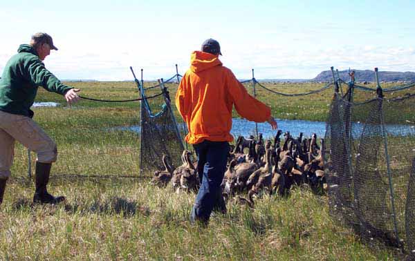 Moving geese into capture pen