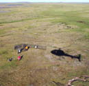 Captured geese from above