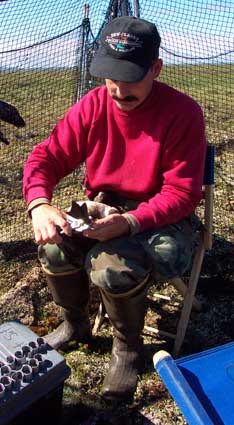 Legbanding a goose