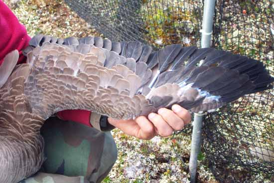 Wing close-up