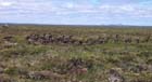 Brood flock in typical tundra habitat