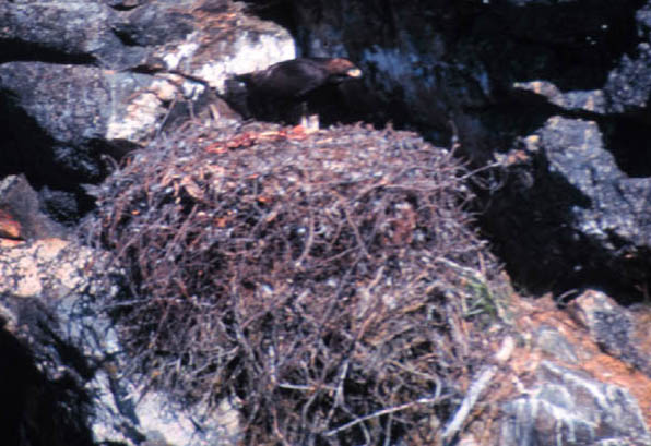 Golden eagle fledgling