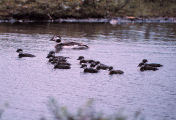 Long-tailed ducks (oldsquaw)