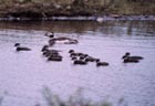 Long-tailed (oldsquaw) brood