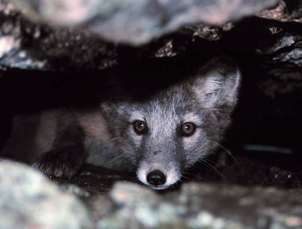 Actic fox pup in den