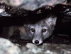 Arctic fox in den