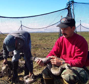 Working a captured goose