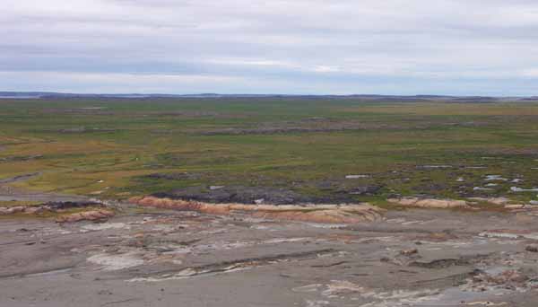 Mud flat and salt marsh habitat