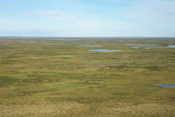 Grassy, tundra meadow habitat