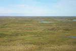Tundra meadows