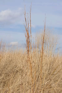 Native big bluestem grass