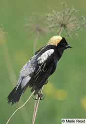 Bobolink