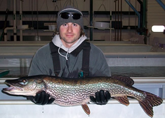 Worker with large northern pike