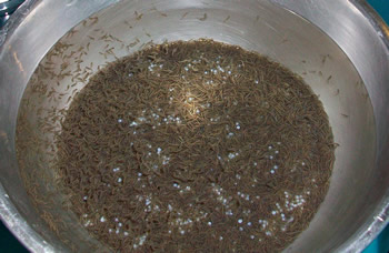 Bowl of hatching northern pike fry