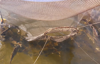 Trapnet full of walleye