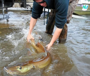 Giant muskie returned to Greenwood Lake