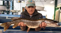 Worker with large northern pike