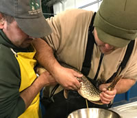 Workers spawning northern pike