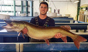 Staff with musky breeder