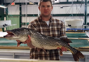 Seasonal employee Doug Cutler with Northern Pike breeder